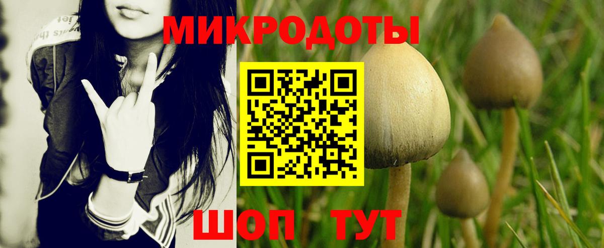 Галлюциногенные грибы Psilocybe Бердск